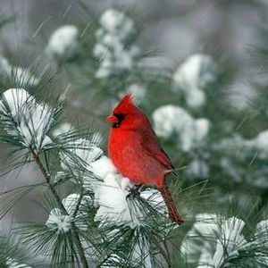 Meet your Posher, Janet